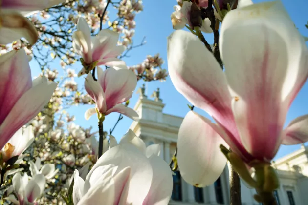 decorative image. Magnolia blossoms.